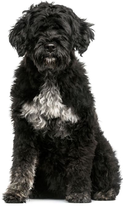 dr-dina-portuguese-water-dog